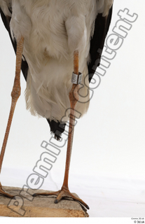 Black stork leg 0002.jpg